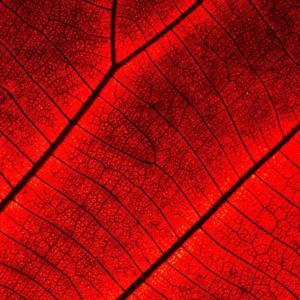 luxartim.ro-abstract, background, leaf