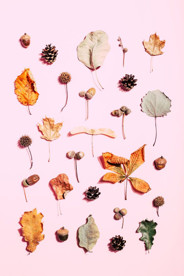 luxartim.ro-autumn, leaf, fall