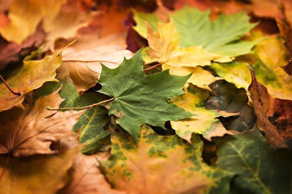 luxartim.ro-Leaf, Autumn, Fall
