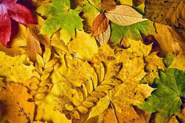 luxartim.ro-autumn, leaves, background