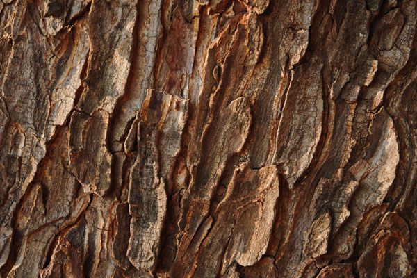 luxartim.ro-bark, tree, texture (2)