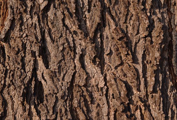 luxartim.ro-bark, tree, texture (3)