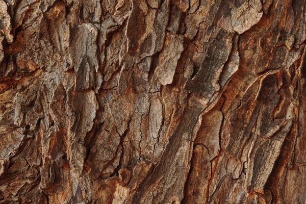 luxartim.ro-bark, tree, texture (4)