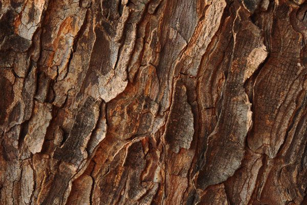 luxartim.ro-bark, tree, texture (5)