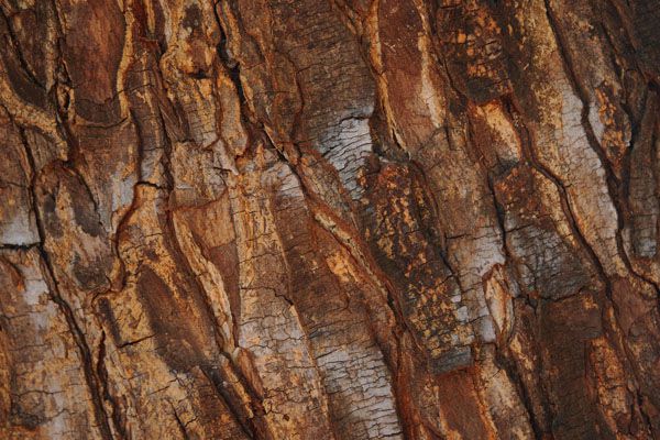 luxartim.ro-bark, tree, texture